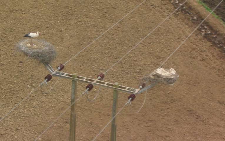 Storks on 30kV tower